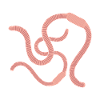 Earthworms Comic Animals