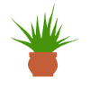Aloe Vera Plant