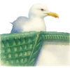 North Sea Seagull Wadden Bird