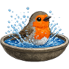 Robin in water bowl