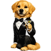 Golden Retriever James