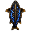 Common Carp Fishing