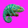 Vivid Chameleon on Neon Pink