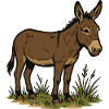 donkey