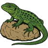 Lizard on stone