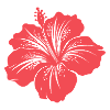 Hibiscus flower