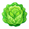 Lettuce Head