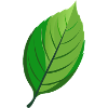 Feuille