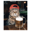 Cat, Beer, Meme, Funny Photo