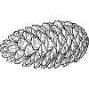 Coiled Pinecone Line Art
