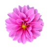 Vibrant_Pink_Dahlia_Flower_Wall_Art_Print