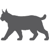 Luchs Silhouette Mondlicht