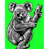 Koala