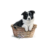 Dog Border Collie Pyjamas