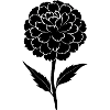 Fleur de souci