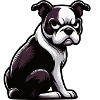Boston Terrier Boston Terrier Owner Bostie