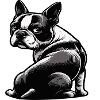 Boston Terrier Boston Terrier Owner Bostie