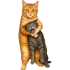 Angry cat