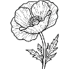 Mohn-Linien-Kunst Blüte