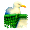 Wading Bird North Sea Seagull