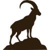 Capricorn