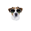 Dog Jack Russell Therapy