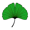 Ginkgo Blatt Silhouette in Smaragdgrün