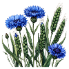 Cornflowers Field Motif