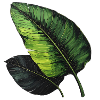 Tropical Leaf Art Green Black