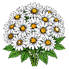 Garden White Daisy Bouquet