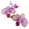 Live_Purple_Speckled_Harlequin_Orchid_Plant