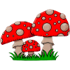 Red toadstools in the grass