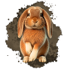 Kuschelbunny Illustration im Aquarellstil
