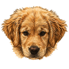 Golden Retriever Portrait, Doggy
