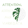 Attention Addict Variegata