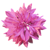 Bleuet rose