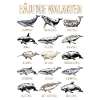 Haeufige Walarten Ozean Tierposter Art