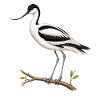 Elegant Avocet – Ornithological Illustration