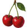 Cherries duo in vector style