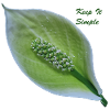 Keep_it_simple_Spathiphyllum_Peace_Lily_Bloom
