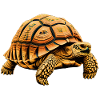 large tortoise, detailed motif
