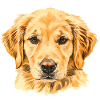 Wasserfarben Golden Retriever