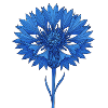 Fleur bleue