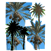 Date Palm Trees Risography