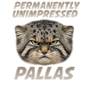 Pallas Katze Manul Cat Permanently Unimpressed