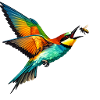 Bee-eater catches bee