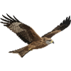 Black Kite Milvus Migrans