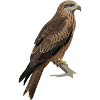 Black Kite Milvus Migrans