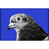 Pigeon Portrait on Electric Blue