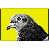 Pigeon Pop Portrait on Yellow